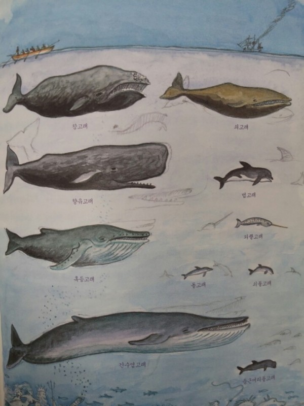 고래의 종류.jpg